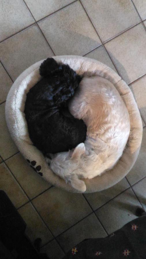 Petit Chez Soi Dans Mon Petit Chez Moi Apartment Biganos Ngoại thất bức ảnh